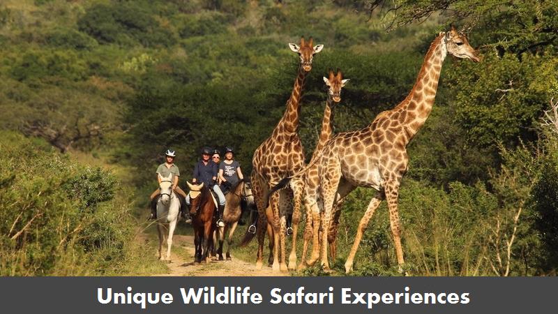 Safari Image 1